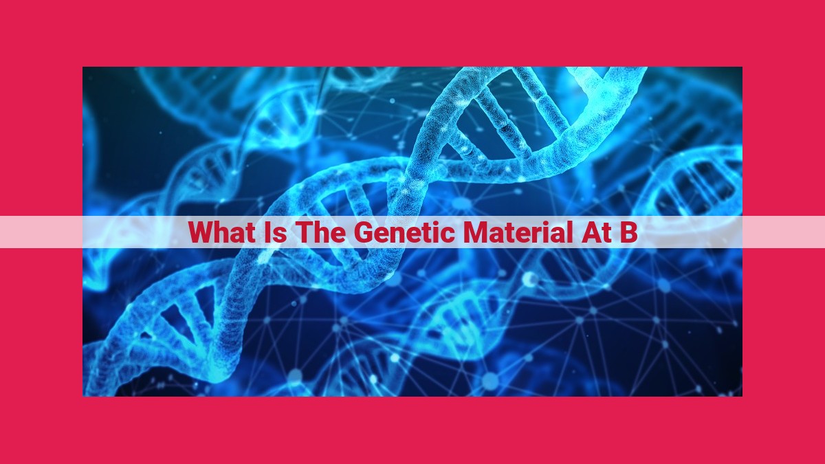 what is the genetic material at b