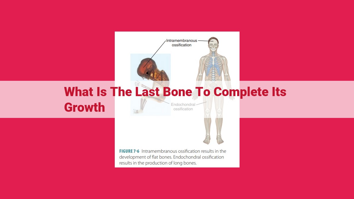 what is the last bone to complete its growth