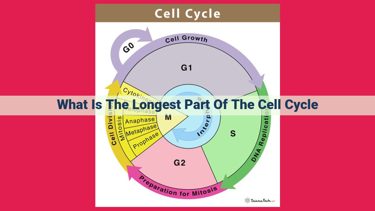 what is the longest part of the cell cycle