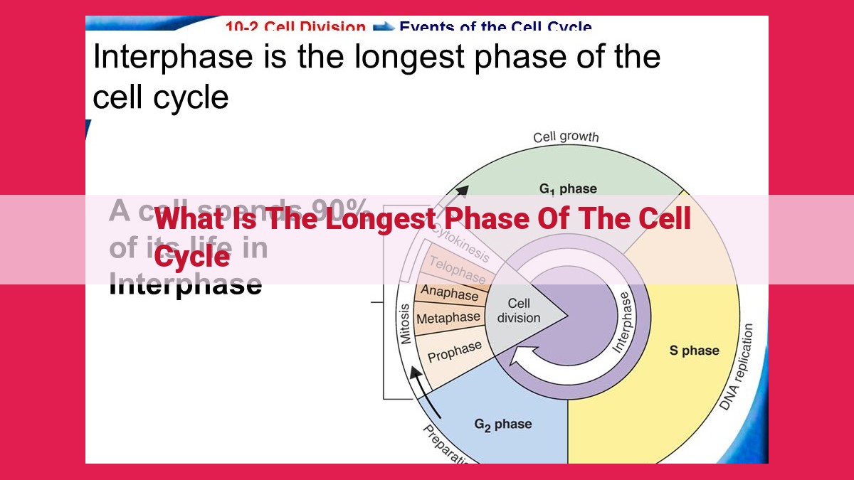 what is the longest phase of the cell cycle