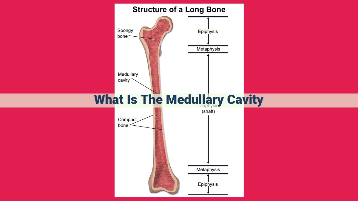 what is the medullary cavity