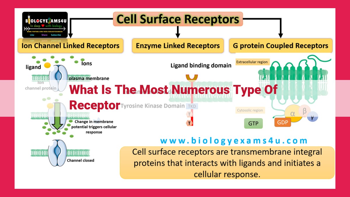 what is the most numerous type of receptor