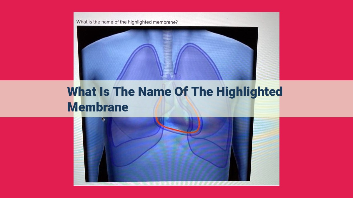 what is the name of the highlighted membrane