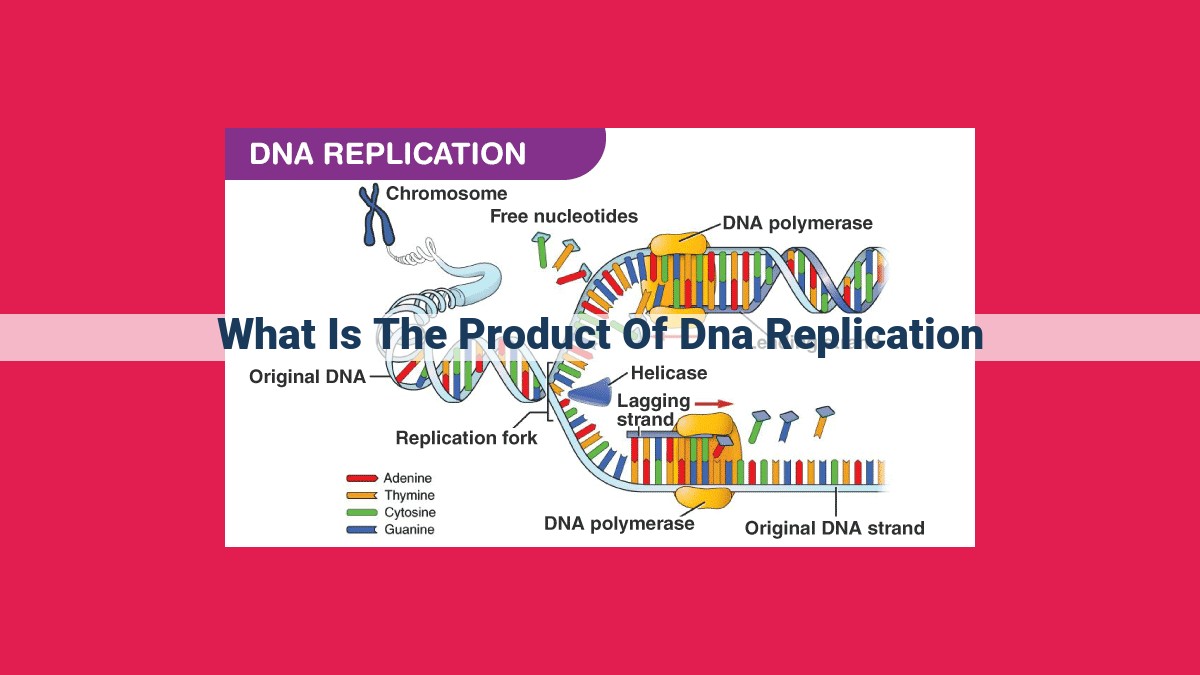 what is the product of dna replication