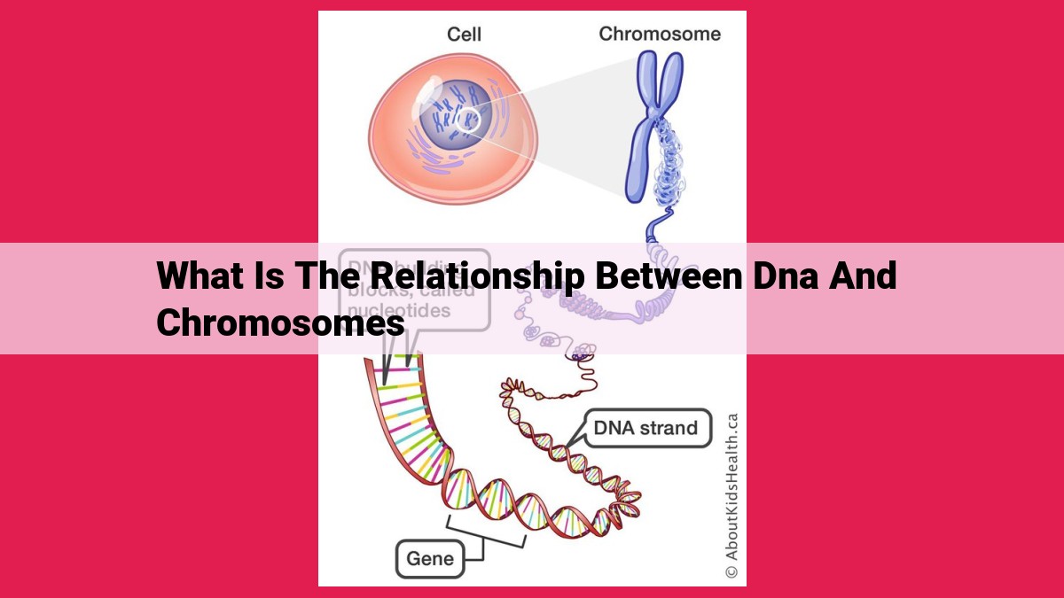 what is the relationship between dna and chromosomes