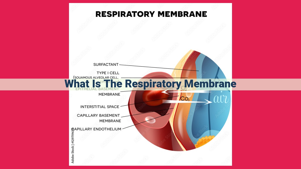 what is the respiratory membrane