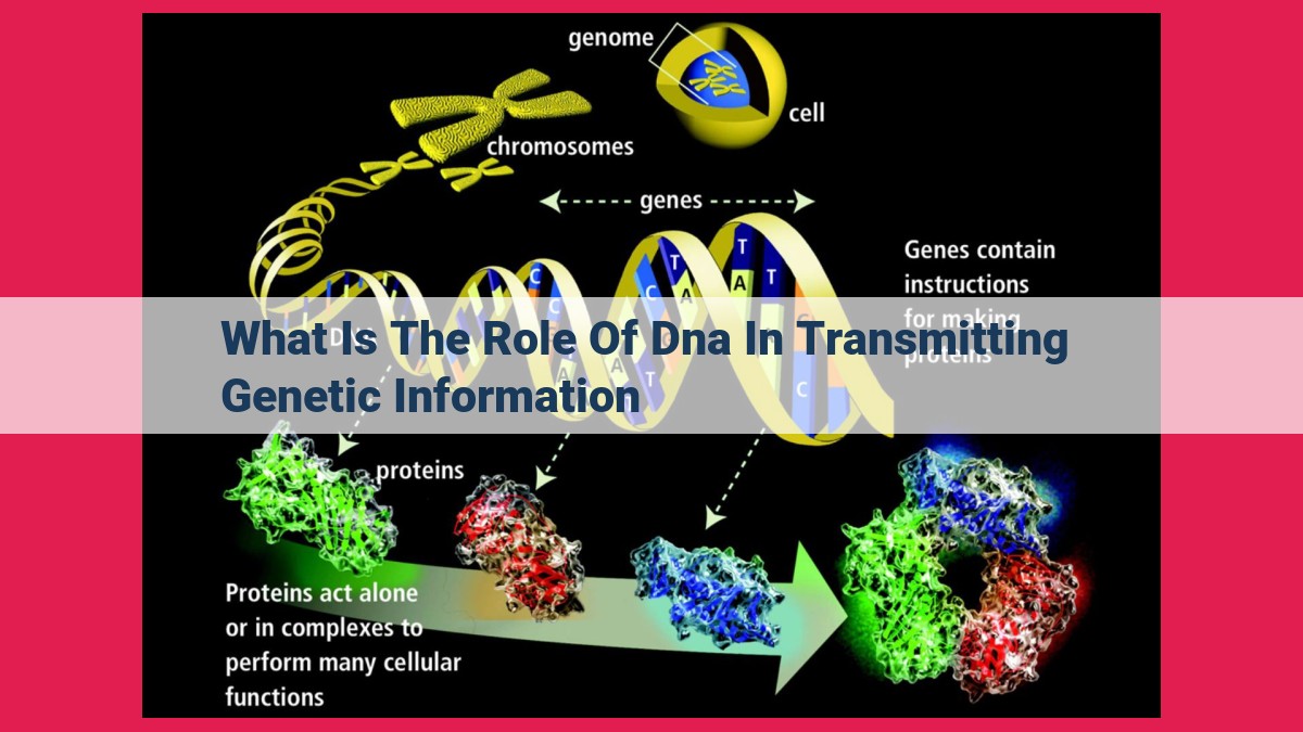 what is the role of dna in transmitting genetic information