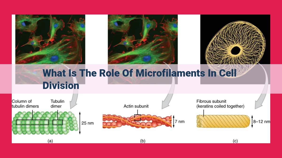 what is the role of microfilaments in cell division