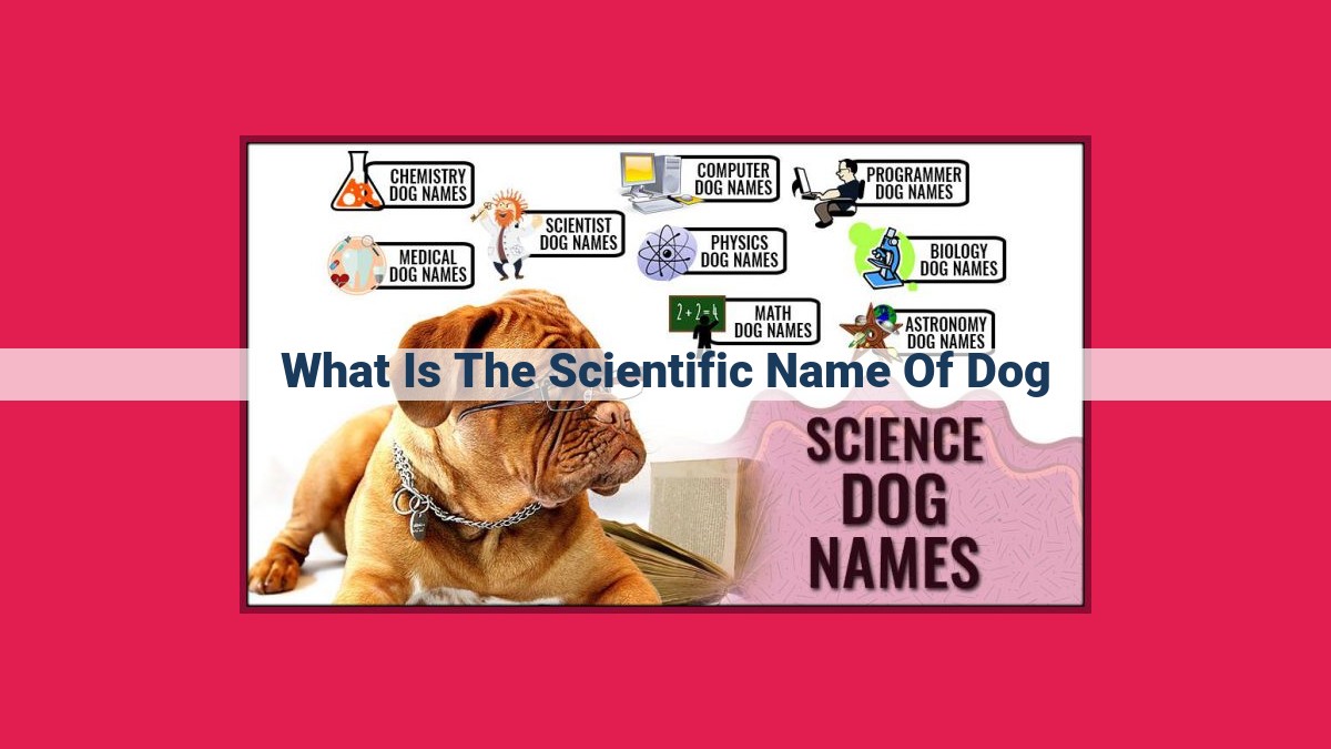 what is the scientific name of dog