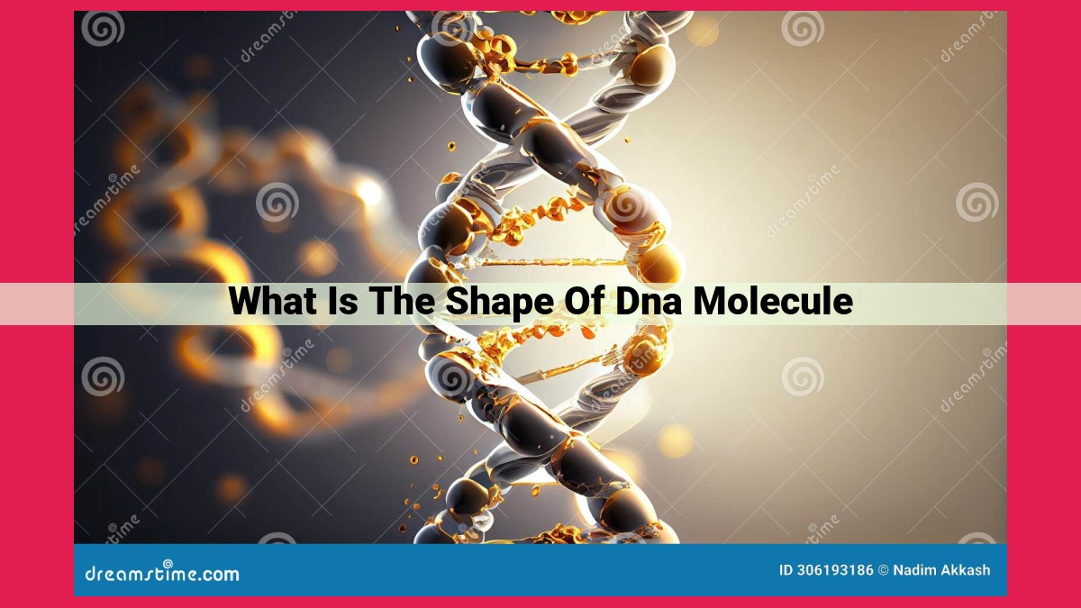 what is the shape of dna molecule