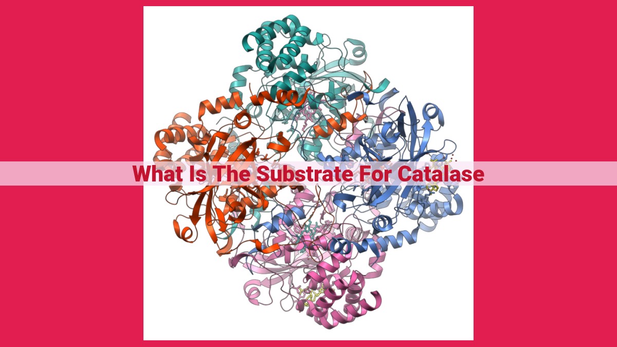 what is the substrate for catalase