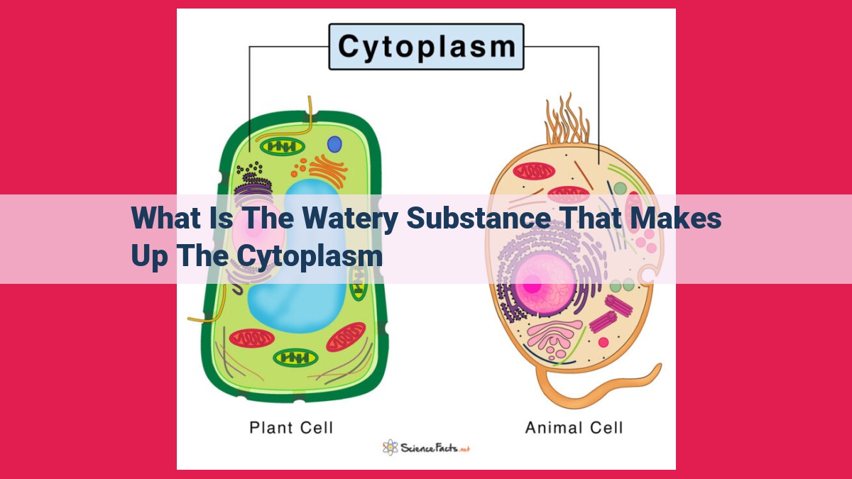 what is the watery substance that makes up the cytoplasm