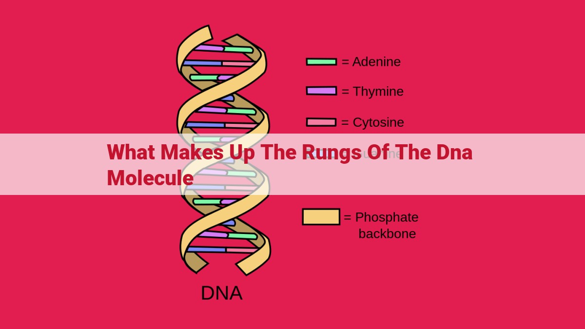 what makes up the rungs of the dna molecule