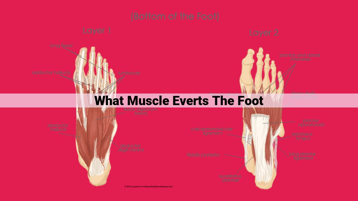 what muscle everts the foot