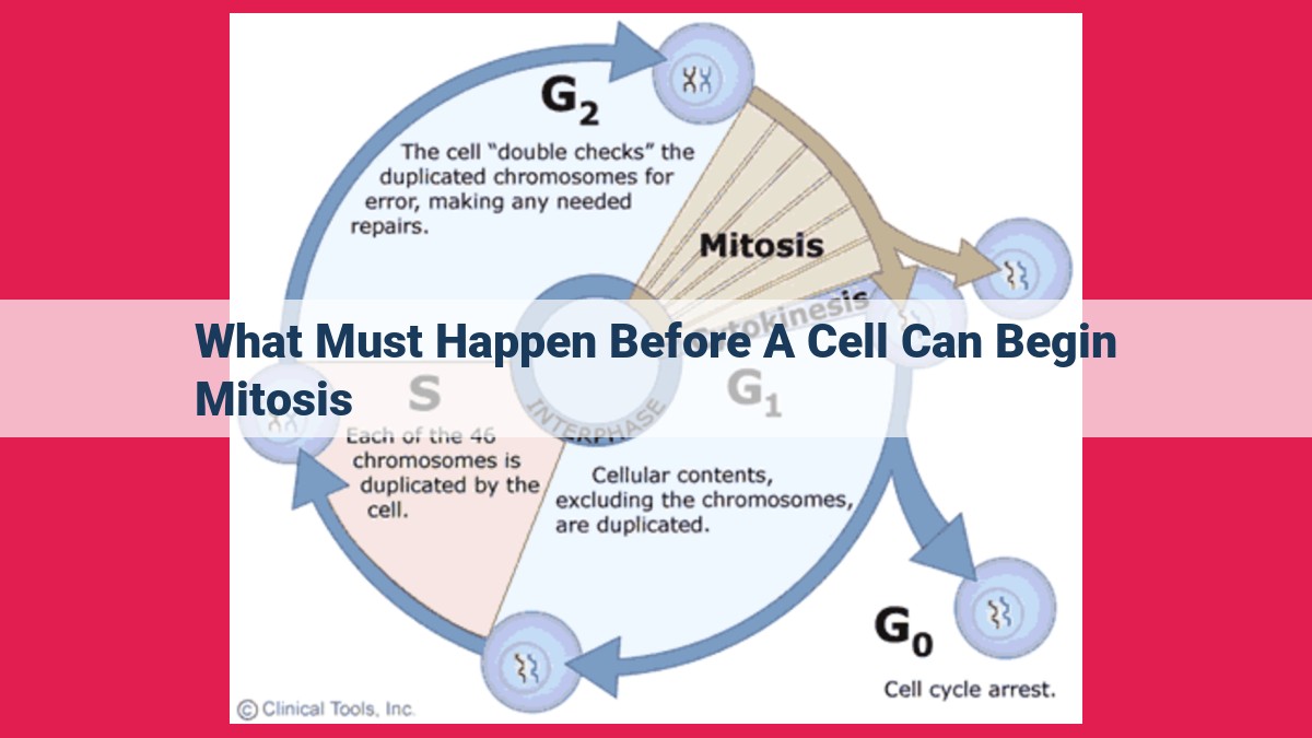 what must happen before a cell can begin mitosis