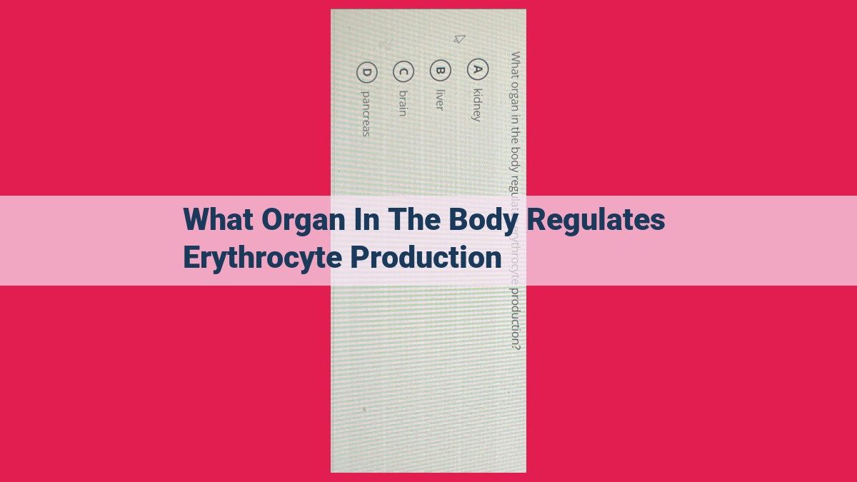 what organ in the body regulates erythrocyte production