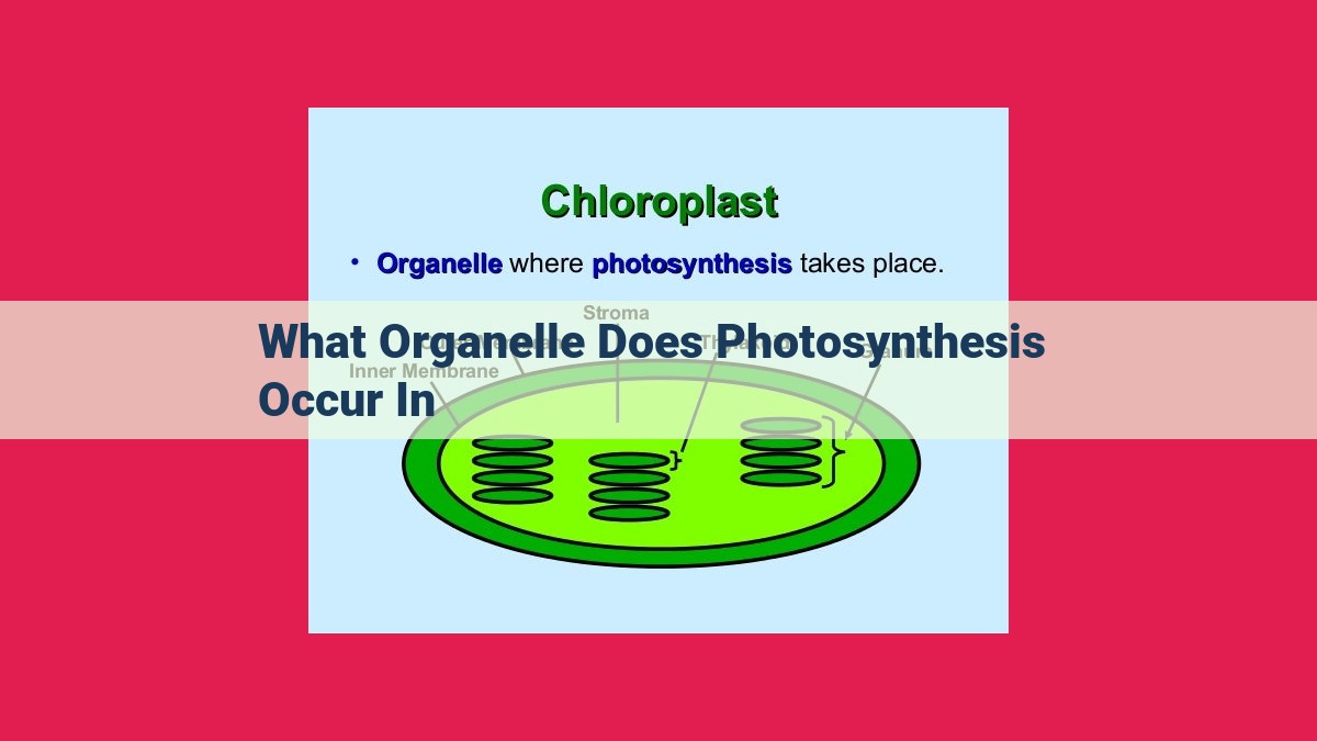 what organelle does photosynthesis occur in