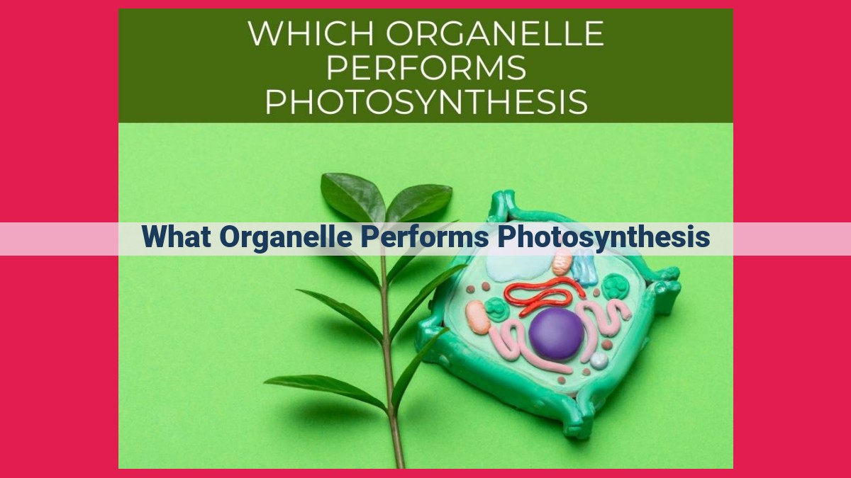 what organelle performs photosynthesis