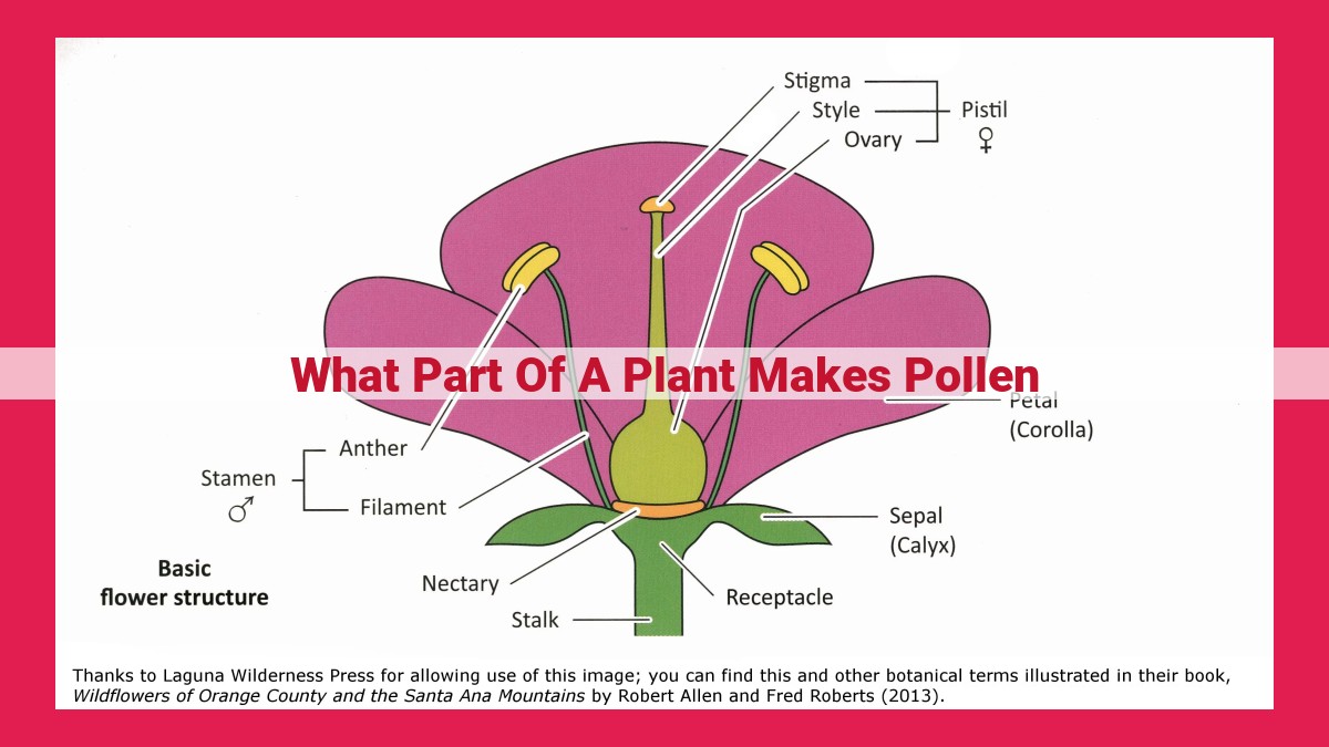 what part of a plant makes pollen