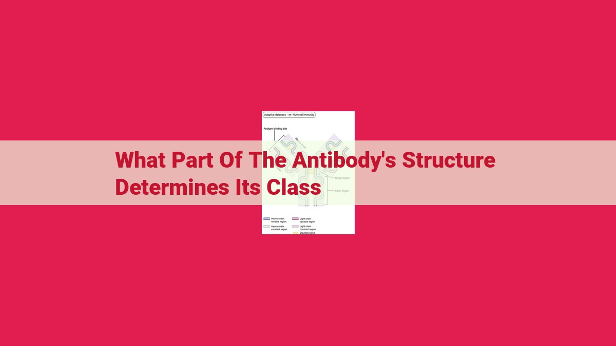 what part of the antibody's structure determines its class