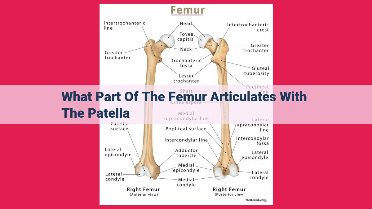 what part of the femur articulates with the patella