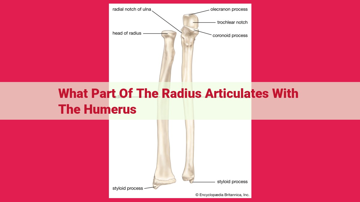 what part of the radius articulates with the humerus