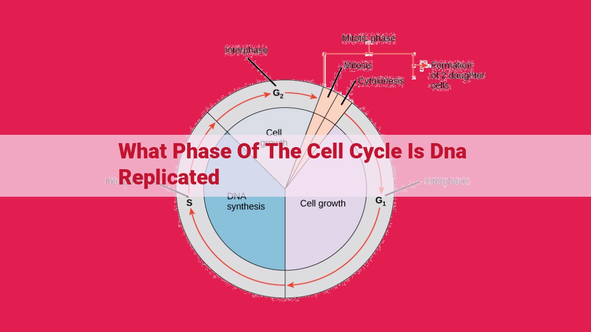 what phase of the cell cycle is dna replicated