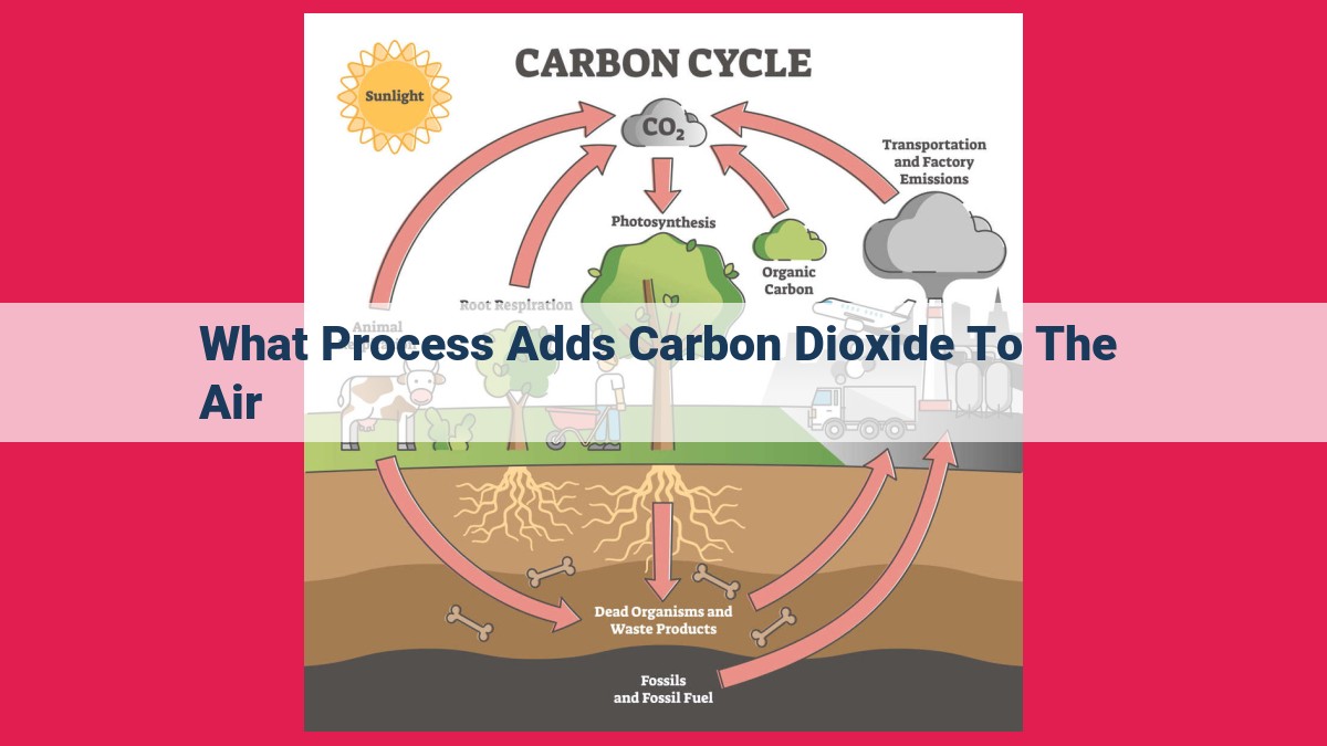 what process adds carbon dioxide to the air