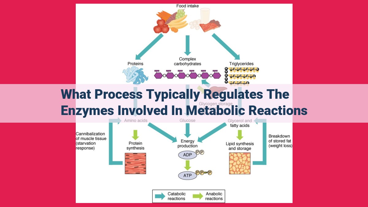 what process typically regulates the enzymes involved in metabolic reactions