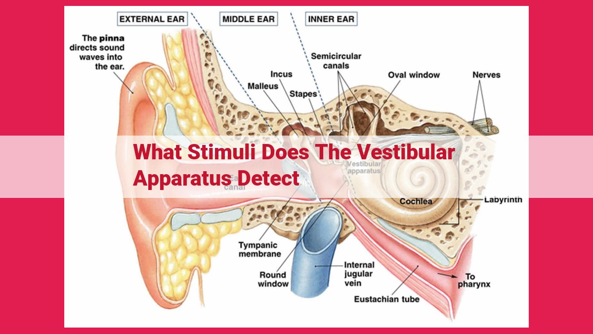 what stimuli does the vestibular apparatus detect