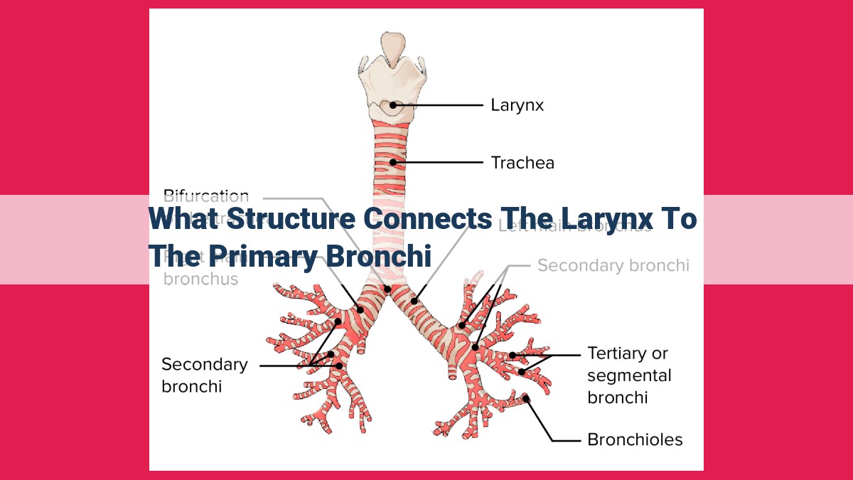 what structure connects the larynx to the primary bronchi