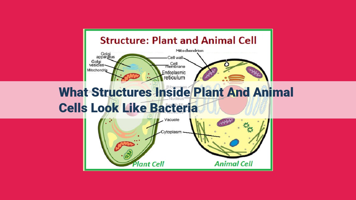 what structures inside plant and animal cells look like bacteria