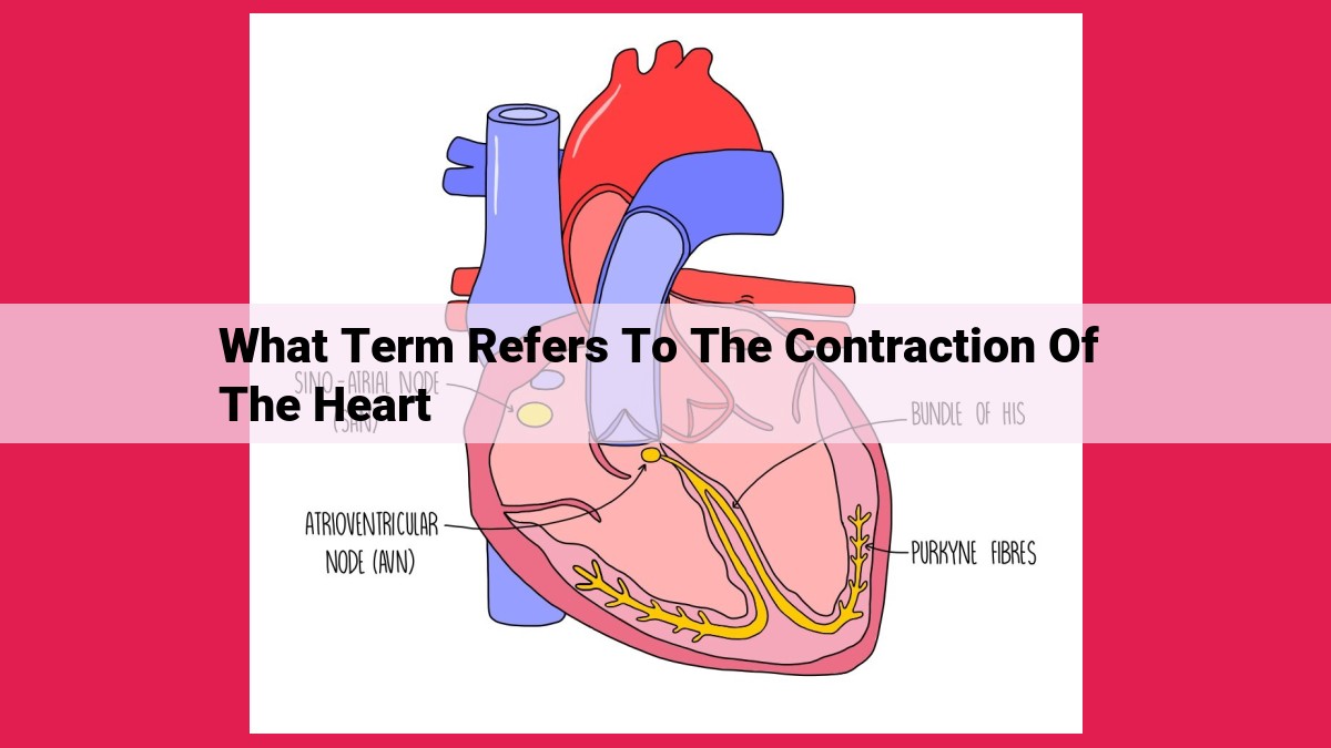 what term refers to the contraction of the heart