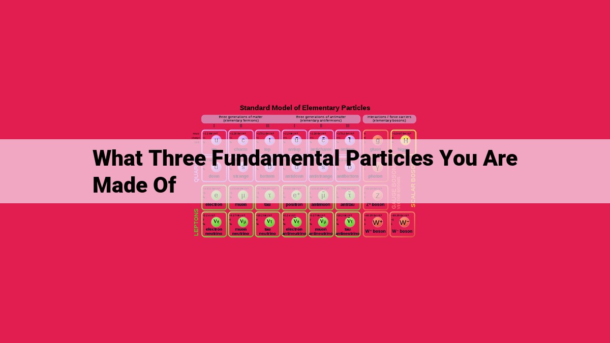 what three fundamental particles you are made of