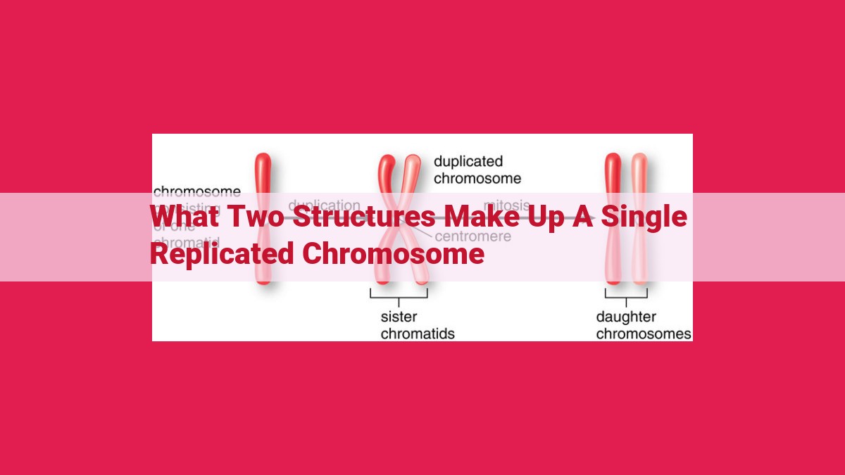 what two structures make up a single replicated chromosome