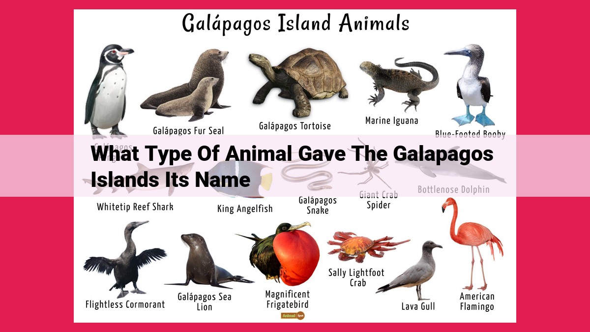 what type of animal gave the galapagos islands its name