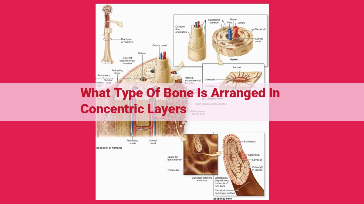 what type of bone is arranged in concentric layers