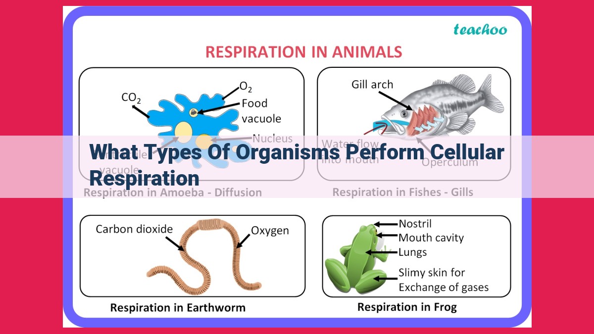 what types of organisms perform cellular respiration