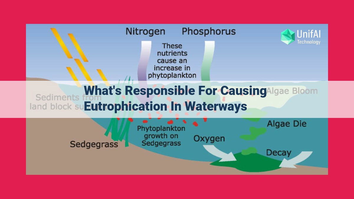 what's responsible for causing eutrophication in waterways