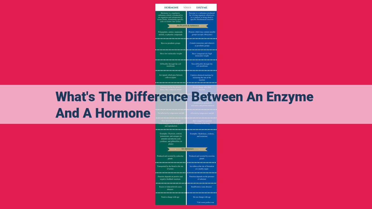 what's the difference between an enzyme and a hormone