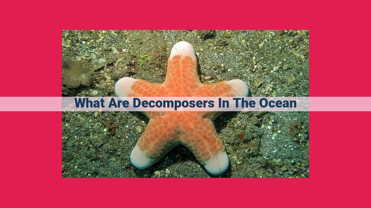 what are decomposers in the ocean