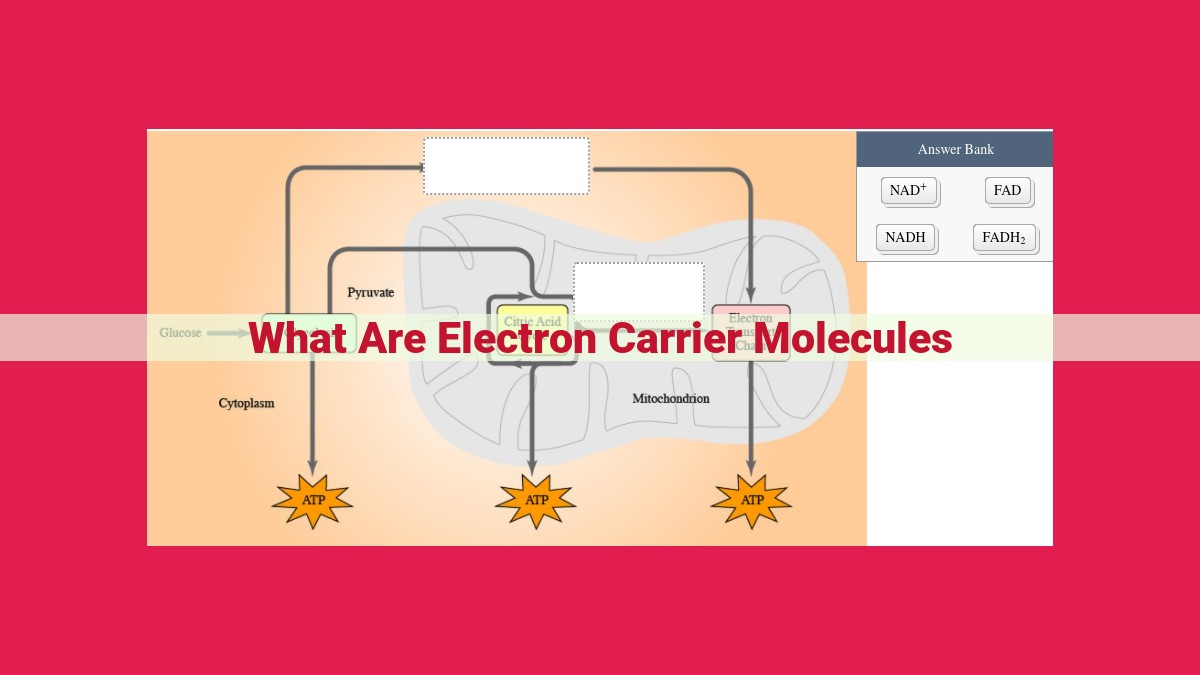 what are electron carrier molecules