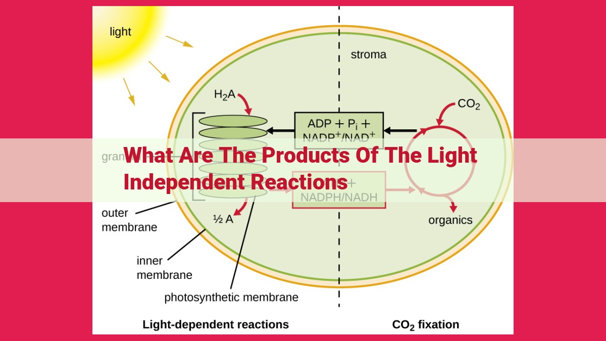 what are the products of the light independent reactions