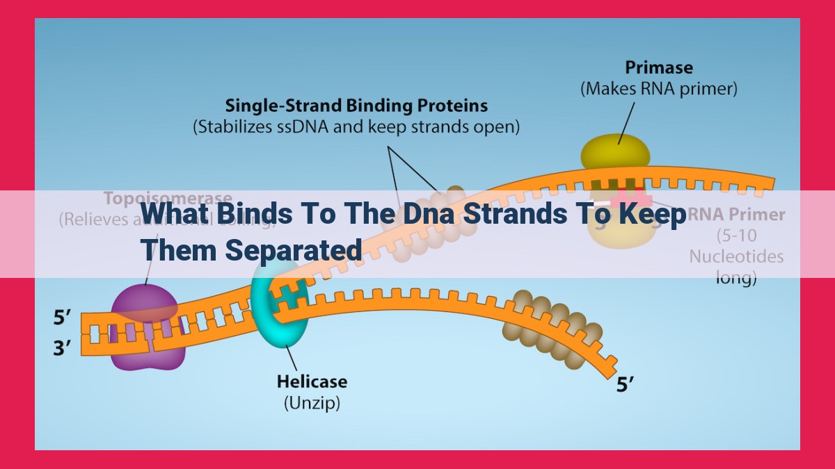 what binds to the dna strands to keep them separated