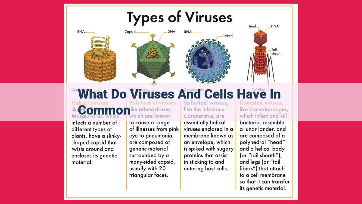 what do viruses and cells have in common