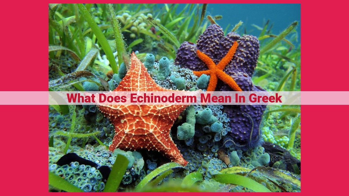 what does echinoderm mean in greek