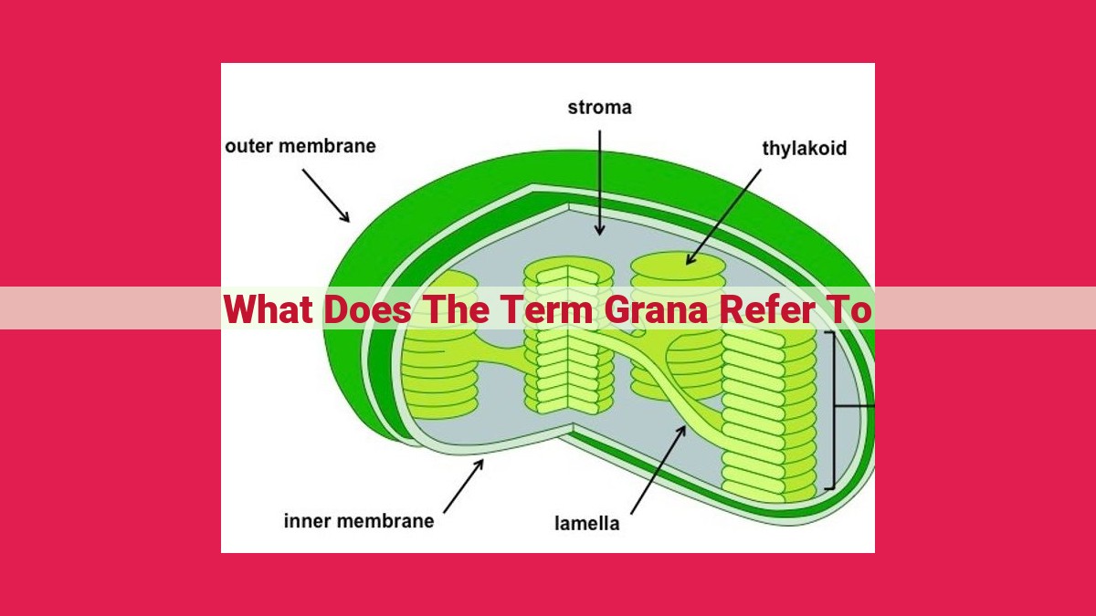 what does the term grana refer to