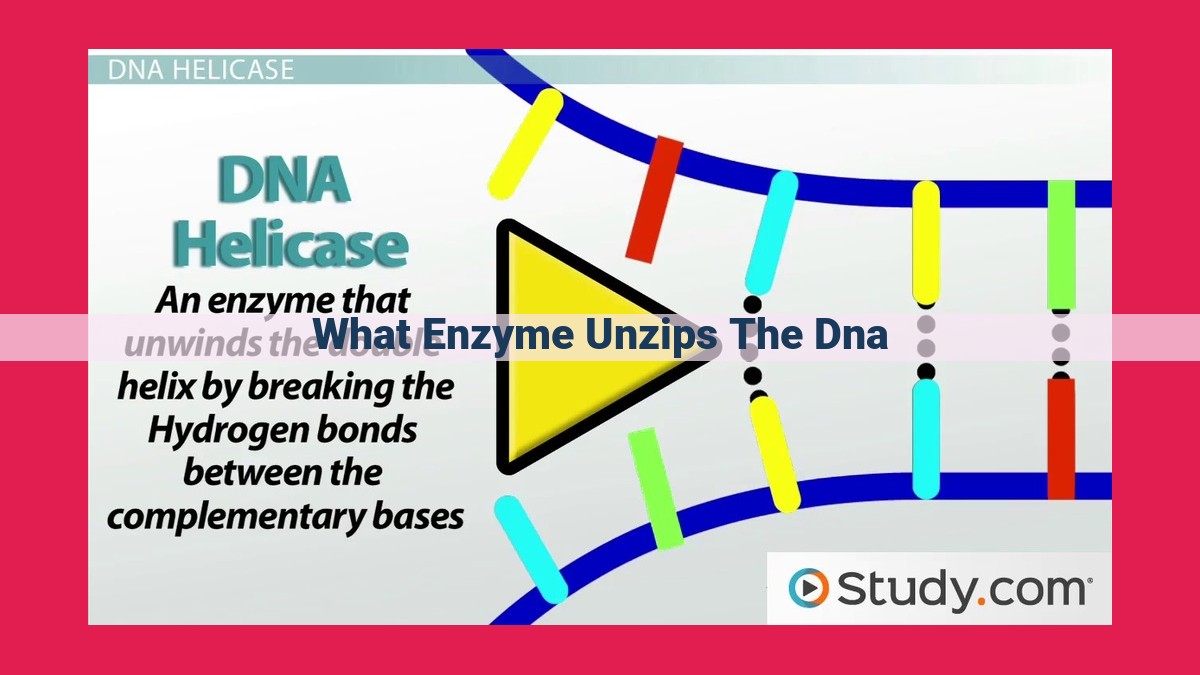 what enzyme unzips the dna