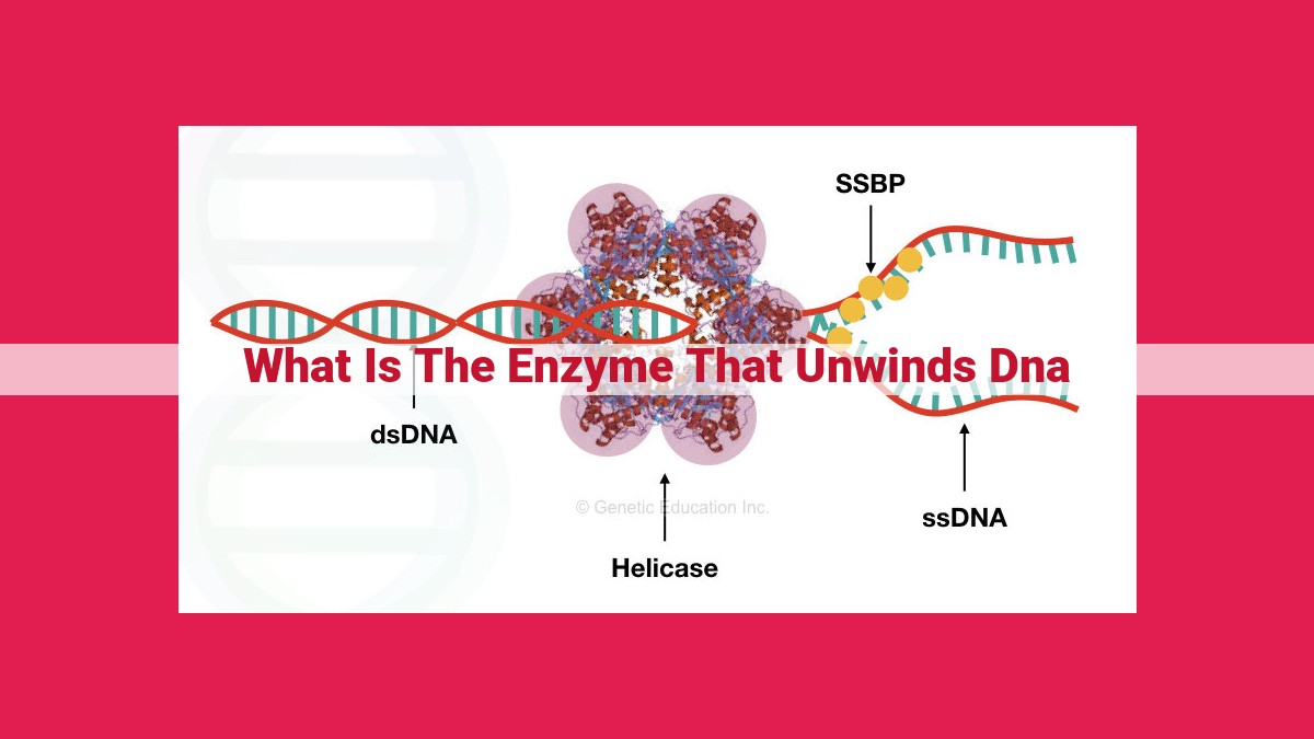 what is the enzyme that unwinds dna