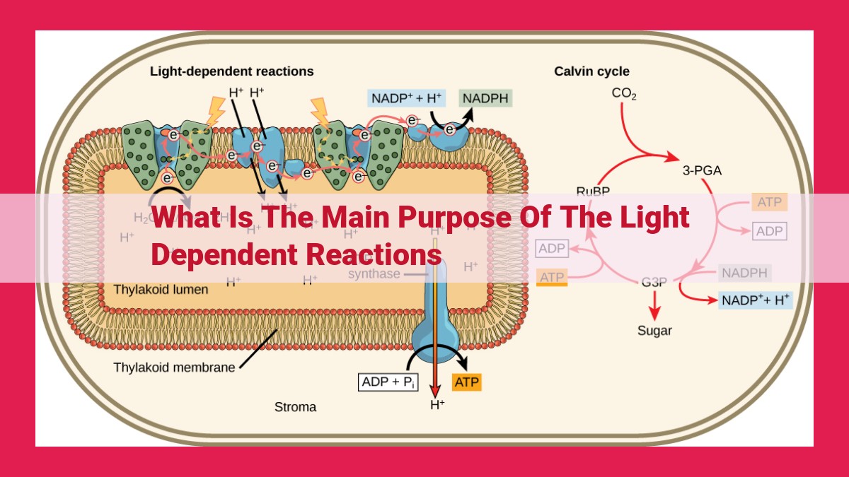 what is the main purpose of the light dependent reactions